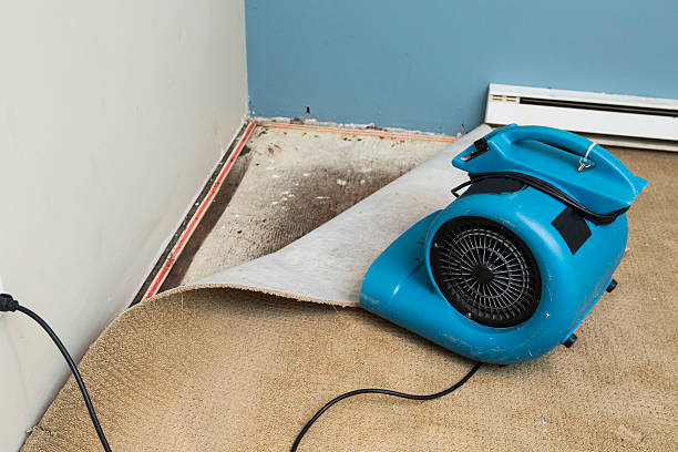 Best Professional water damage repair  in Burkburnett, TX